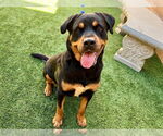 Small #1 Rottweiler Mix