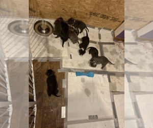 American Bandogge Puppy for sale in HILLER, PA, USA