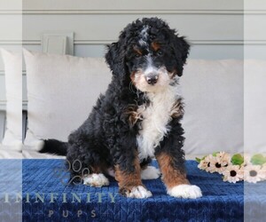 Bernedoodle (Miniature) Puppy for sale in NARVON, PA, USA