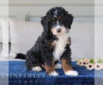 Small Bernedoodle (Miniature)