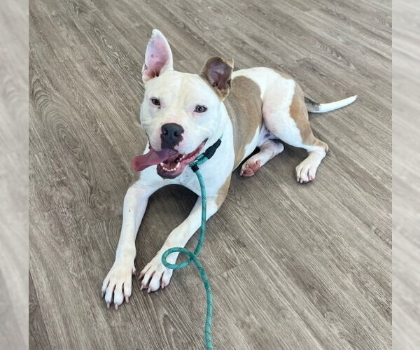 Medium Photo #6 American Bulldog-American Staffordshire Terrier Mix Puppy For Sale in Brewster, NY, USA