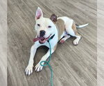 Small #5 American Bulldog-American Staffordshire Terrier Mix