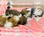 Small Photo #1 Shih Tzu Puppy For Sale in MIDDLETOWN, DE, USA