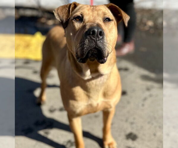 Medium Photo #3 Mutt Puppy For Sale in Canton, CT, USA