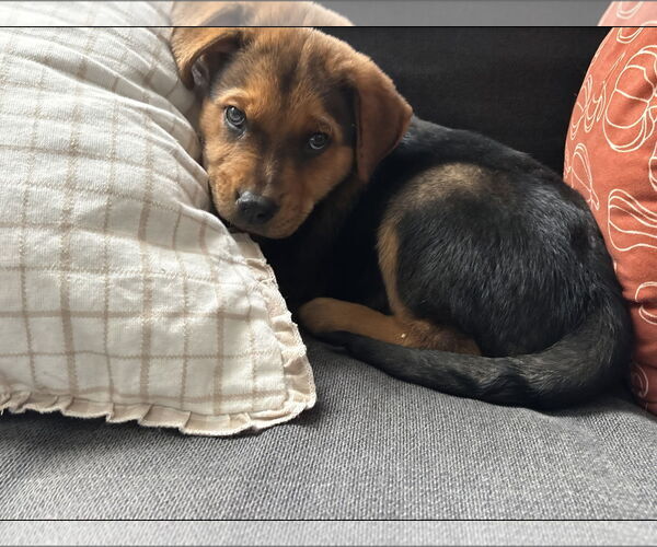 Medium Photo #1 Border-Aussie Puppy For Sale in MIDWAY, UT, USA