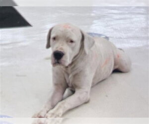 American Pit Bull Terrier Dogs for adoption in Houston, TX, USA