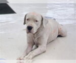 Small American Pit Bull Terrier