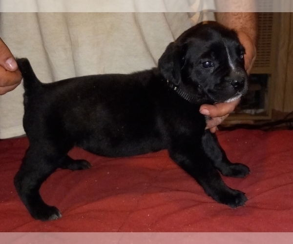 Medium Photo #3 Cane Corso Puppy For Sale in GRENVILLE, NM, USA