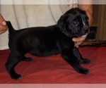 Small Photo #3 Cane Corso Puppy For Sale in GRENVILLE, NM, USA