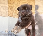 Small Photo #6 Pomeranian Puppy For Sale in DE LEON SPRINGS, FL, USA
