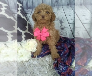 Cockapoo Puppy for sale in SUGARCREEK, OH, USA