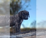 Small #16 Catahoula Leopard Dog