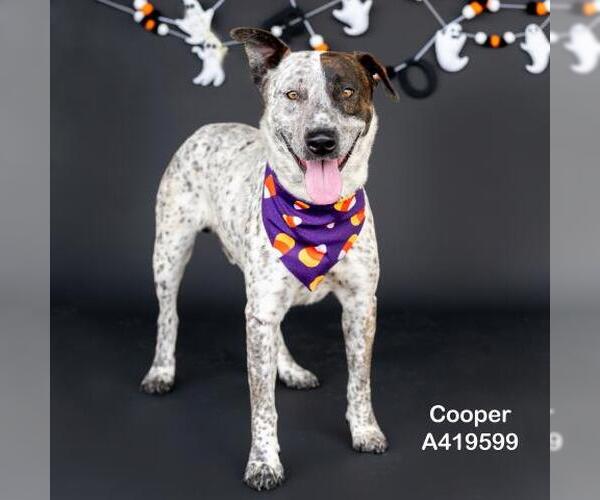 Medium Photo #2 Mutt Puppy For Sale in Conroe, TX, USA