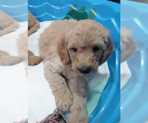 Goldendoodle Puppy for sale in AIKEN, SC, USA
