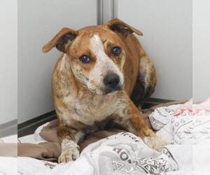 American Staffordshire Terrier-Unknown Mix Dogs for adoption in San Antonio, TX, USA