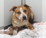 Small American Staffordshire Terrier Mix