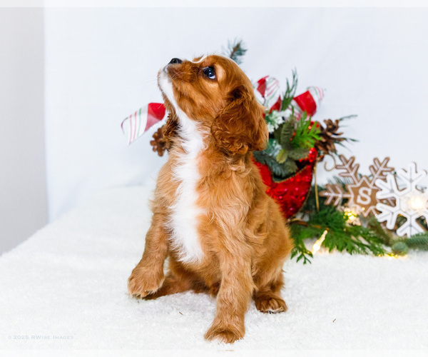 Medium Photo #59 Cavalier King Charles Spaniel Puppy For Sale in WAKARUSA, IN, USA