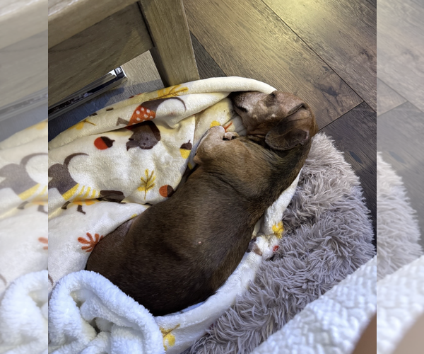 Medium Photo #1 Dachshund Puppy For Sale in Weston, FL, USA