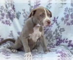 Small Photo #4 American Bully Puppy For Sale in LAKELAND, FL, USA