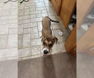 Labrador Retriever-Unknown Mix Dogs for adoption in Brewster, NY, USA