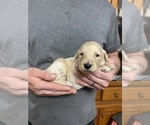 Small Photo #5 Goldendoodle Puppy For Sale in WEAVERVILLE, NC, USA