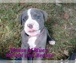 Small #12 American Pit Bull Terrier