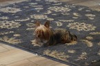 Small Photo #1 Yorkshire Terrier Puppy For Sale in ELGIN, SC, USA