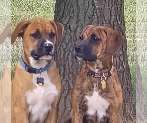 Medium Photo #9 Boxer-Unknown Mix Puppy For Sale in Burnsville, MN, USA