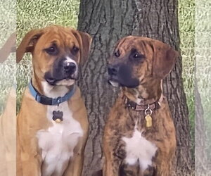 Layla - ADOPT ME WITH LENNY!! - Female Boxer-Unknown Mix Dog for Adoption - Photo #9