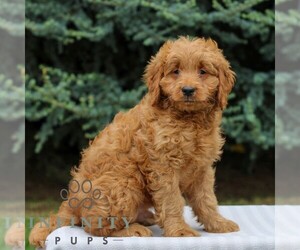 Medium Goldendoodle (Miniature)