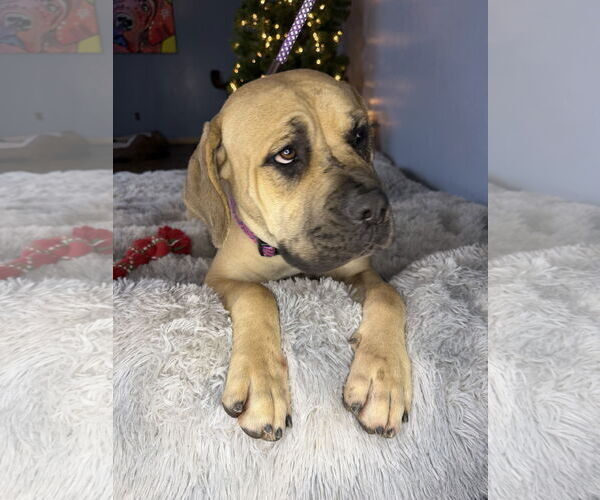 Medium Photo #5 Mutt Puppy For Sale in Goodyear, AZ, USA