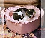 Small #2 Rat Terrier