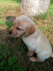 Labrador Retriever Puppy for sale in SPARTA, WI, USA