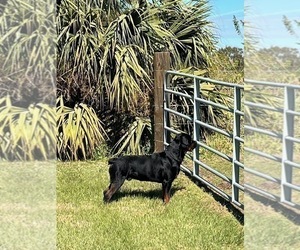 Father of the Rottweiler puppies born on 02/02/2025