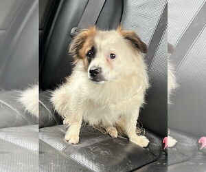 Cav-A-Malt Dogs for adoption in Monkton, MD, USA