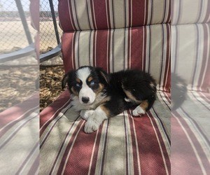 Australian Shepherd Puppy for sale in PHOENIX, AZ, USA