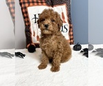 Small Photo #5 Goldendoodle (Miniature) Puppy For Sale in GREENWOOD, IN, USA
