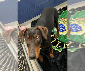 Mutt Dogs for adoption in Sterling, MA, USA