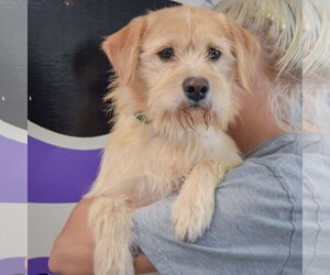 Oliver - Male Parson Russell Terrier-Unknown Mix Dog for Adoption - Photo #4