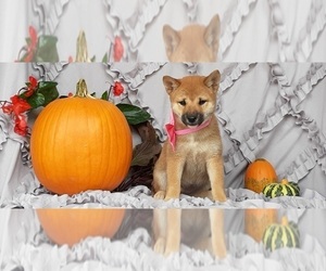 Shiba Inu Puppy for sale in LANCASTER, PA, USA