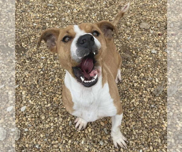 Medium Photo #3 Mutt Puppy For Sale in Anniston, AL, USA
