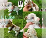Small Border Collie