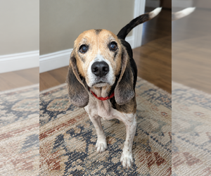 Floppers - Male Beagle-Unknown Mix Dog for Adoption - Photo #5