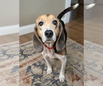 Small Photo #5 Beagle-Unknown Mix Puppy For Sale in Dunnellon, FL, USA