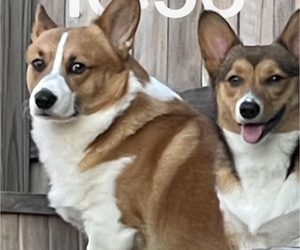 Father of the Pembroke Welsh Corgi puppies born on 01/13/2024