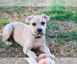 Small #10 American Pit Bull Terrier-Bulldog Mix
