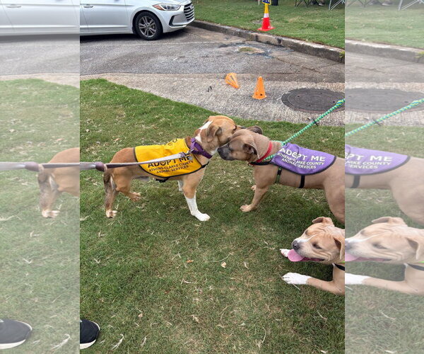 Medium Photo #6 American Bulldog-Unknown Mix Puppy For Sale in Rockaway, NJ, USA