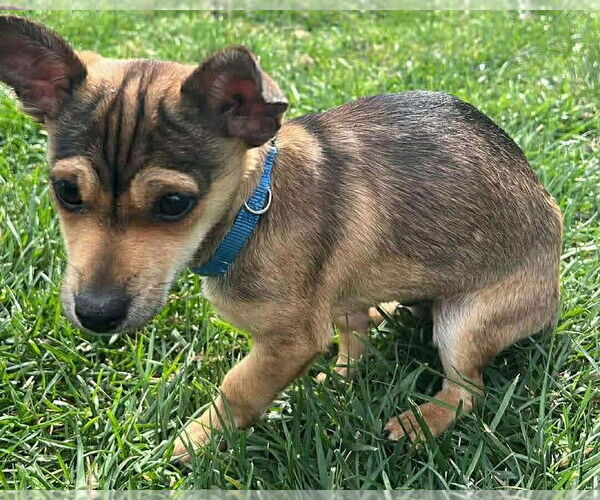 Medium Photo #4 Mutt Puppy For Sale in Corona, CA, USA