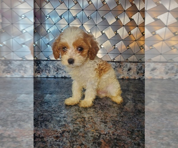 Medium Photo #3 Cavapoo Puppy For Sale in GOSHEN, IN, USA