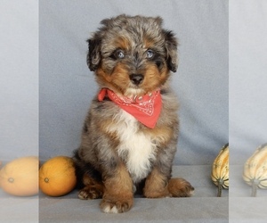 Aussiedoodle Miniature  Puppy for sale in MILLERSBURG, OH, USA